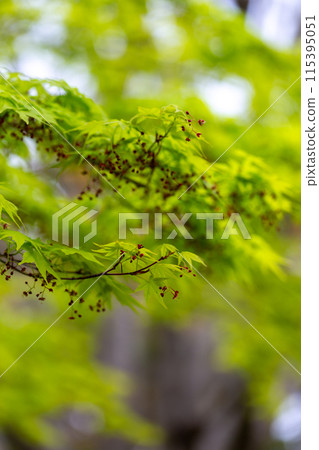 Green maple Green maple 115395051