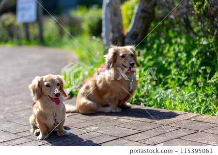 Dachshund to take a walk in the park 115395061