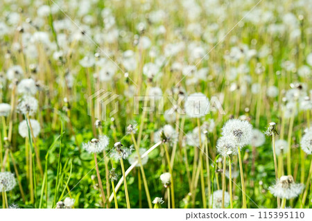 Dandelions in the grass. Rural scenery. Dandelions in the grass. Rural scenery. 115395110