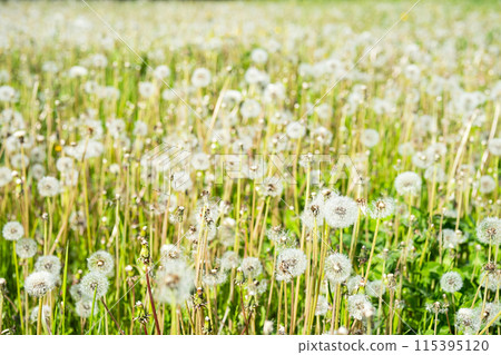Dandelion field. Meadow of blowballs. 115395120