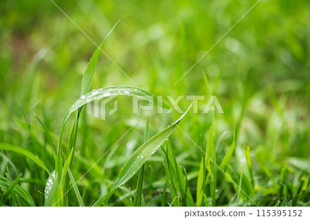 Dew on the blades of green grass. Dew on the blades of green grass. 115395152