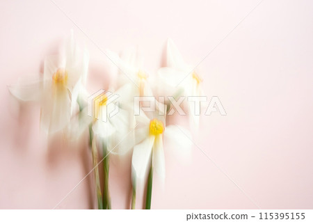 Abstract defocused Daffodil flowers background. Abstract defocused Daffodil flowers background. 115395155