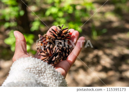 Hand holding some pine cones. Hand holding some pine cones. 115395173