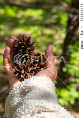 Hand holding some pine cones. Hand holding some pine cones. 115395174