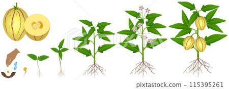 Cycle of growth of pepino melon plant plant on a white background. 115395261