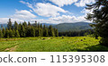 Fabulous and mysterious path in the forest. Location place of Carpathians mountain, Ukraine, Europe. 115395308