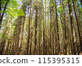 Fabulous and mysterious path in the forest. Location place of Carpathians mountain, Ukraine, Europe. 115395315