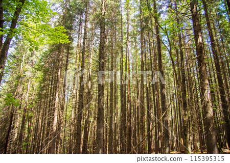 Fabulous and mysterious path in the forest. Location place of Carpathians mountain, Ukraine, Europe. Fabulous and mysterious path in the forest. Location place of Carpathians mountain, Ukraine, Europe. 115395315
