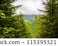 Fabulous and mysterious path in the forest. Location place of Carpathians mountain, Ukraine, Europe. 115395321