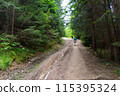 Fabulous and mysterious path in the forest. Location place of Carpathians mountain, Ukraine, Europe. 115395324