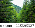 Fabulous and mysterious path in the forest. Location place of Carpathians mountain, Ukraine, Europe. 115395327
