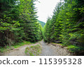 Fabulous and mysterious path in the forest. Location place of Carpathians mountain, Ukraine, Europe. 115395328