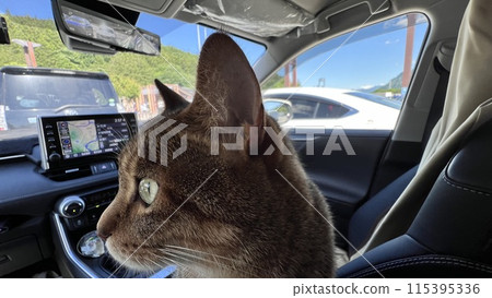 一隻鯖魚虎斑貓在橫河服務區休息 115395336