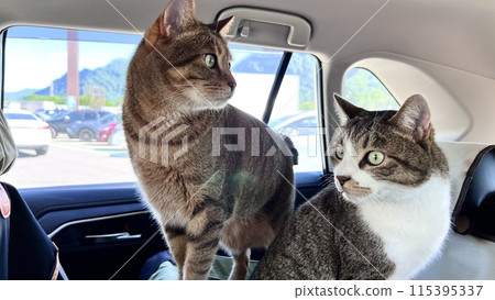 一隻黃色虎斑貓和一隻鯖魚虎斑貓在橫河服務區休息 115395337