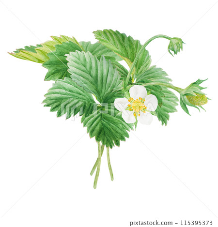 Strawberry bush with green leaves, white flowers. Hand drawn watercolor illustration. Food art, fresh botanical realistic painting. Summer floral clipart for farm goods, vegan products packing, prints Strawberry bush with green leaves, white flowers. Hand drawn watercolor illustration. Food art, fresh botanical realistic painting. Summer floral clipart for farm goods, vegan products packing, prints 115395373