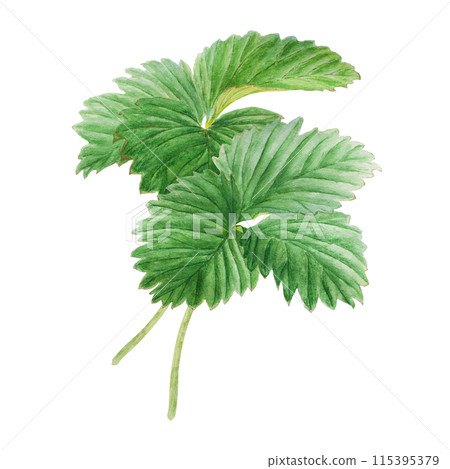 Strawberry bush with green leaves. Hand drawn watercolor illustration. Food art, fresh botanical realistic painting. Summer floral clipart for farm goods, vegan products packing, prints Strawberry bush with green leaves. Hand drawn watercolor illustration. Food art, fresh botanical realistic painting. Summer floral clipart for farm goods, vegan products packing, prints 115395379