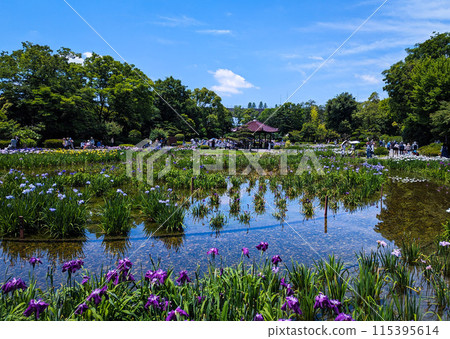 大阪城北鳶尾花園風景 115395614