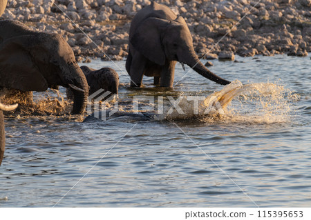Bathing Elephants in Etosha 115395653