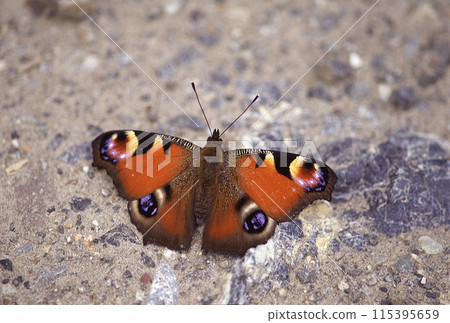 美麗的孔雀蝴蝶展開翅膀 115395659