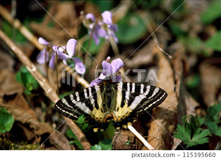 紅腹蝴蝶棲息在紫羅蘭花上 紅腹蝴蝶棲息在紫羅蘭花上 115395660