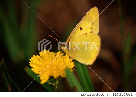 Colias erate 棲息在一朵黃色的花上 115395661