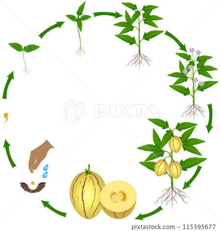 Life cycle of pepino melon plant on a white background. 115395677