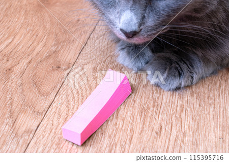 In the scene, a cat engages with a small pink wooden block on the floor 115395716