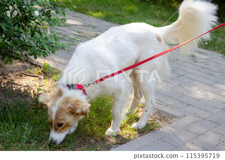 A brown and white dog with a collar on a leash sniffing the grass 115395719