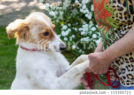 Woman in leopard print shirt holding dogs paw, standing on grass 115395723