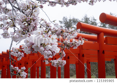 [Aomori Prefecture] Takayama Inari Shrine's Thousand Torii Gates and Cherry Blossoms 115395905