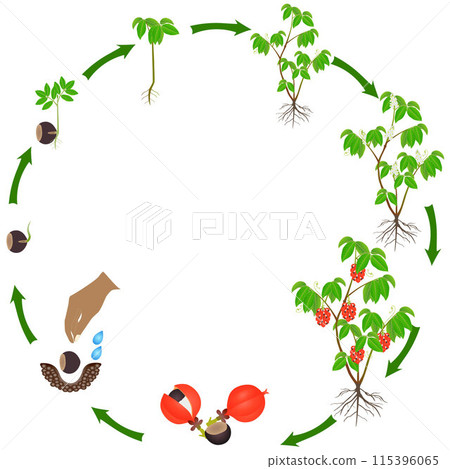 Life cycle of guarana plant on a white background. 115396065