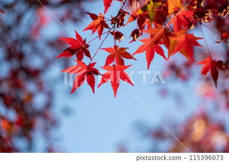 鮮紅的秋葉 115396073