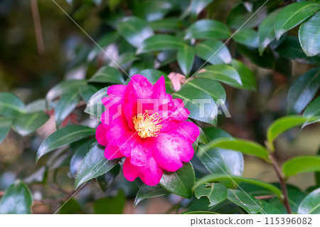 Red sasanqua flower Red sasanqua flower 115396082