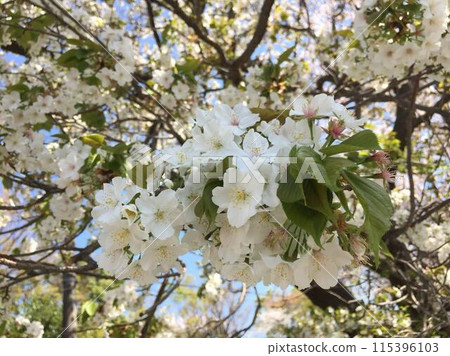 Leaves cherry tree Leaves cherry tree 115396103