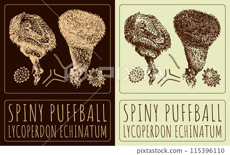Vector drawing SPINY PUFFBALL. Hand drawn illustration. The Latin name is LYCOPERDON ECHINATUM 115396110