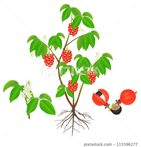 Guarana Paullinia cupana shrubs with fruits and flowers on a white background. 115396277