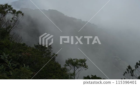 Dense morning fog ascending over lush rainforest mountainside Dense morning fog ascending over lush rainforest mountainside 115396401