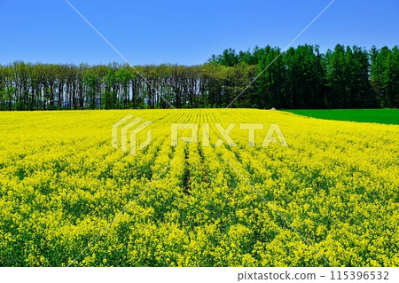 北海道十勝地區的油菜花田 北海道十勝地區的油菜花田 115396532