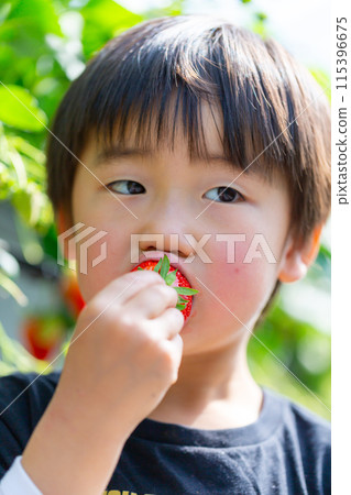 Family enjoying strawberry picking, Toddlers, Strawberry Picking Family enjoying strawberry picking, Toddlers, Strawberry Picking 115396675