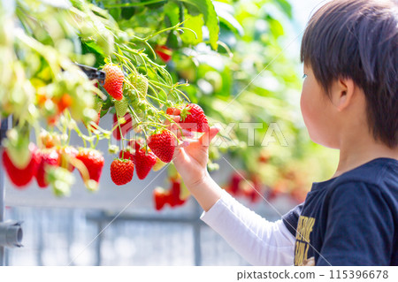 家庭享受草莓採摘,幼兒,草莓採摘 家庭享受草莓採摘,幼兒,草莓採摘 115396678