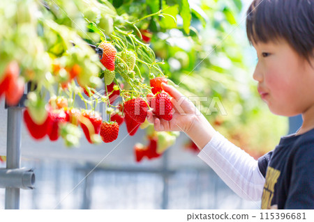 Family enjoying strawberry picking, Toddlers, Strawberry Picking Family enjoying strawberry picking, Toddlers, Strawberry Picking 115396681
