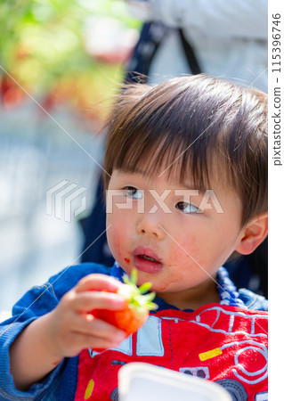 Family enjoying strawberry picking, Toddlers, Strawberry Picking Family enjoying strawberry picking, Toddlers, Strawberry Picking 115396746