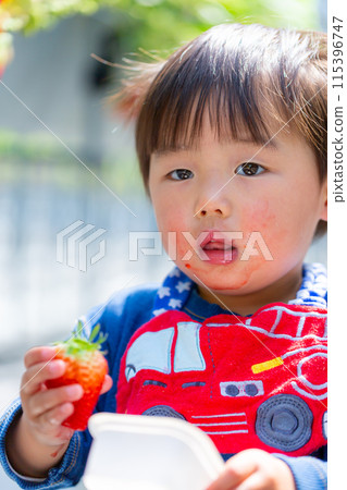 家庭享受草莓採摘,幼兒,草莓採摘 家庭享受草莓採摘,幼兒,草莓採摘 115396747