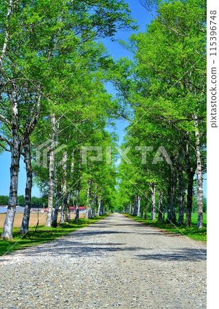 Shirakaba tree lined with Tokachi ranch Shirakaba tree lined with Tokachi ranch 115396748