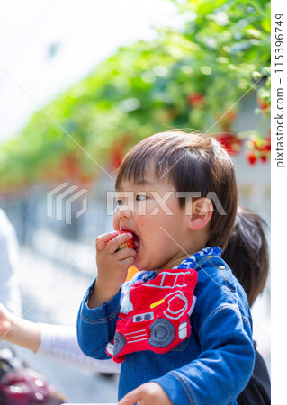家庭享受草莓採摘,幼兒,草莓採摘 家庭享受草莓採摘,幼兒,草莓採摘 115396749
