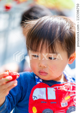 家庭享受草莓採摘,幼兒,草莓採摘 家庭享受草莓採摘,幼兒,草莓採摘 115396750