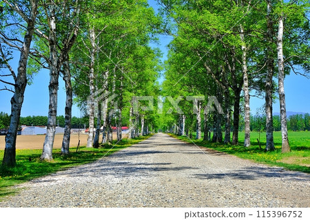 Shirakaba tree lined with Tokachi ranch 115396752