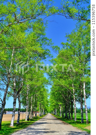 Shirakaba樹內襯Tokachi牧場 115396758