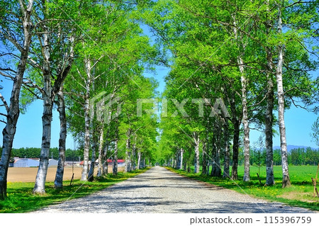Shirakaba tree lined with Tokachi ranch Shirakaba tree lined with Tokachi ranch 115396759