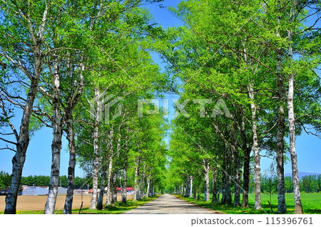 Shirakaba tree lined with Tokachi ranch Shirakaba tree lined with Tokachi ranch 115396761